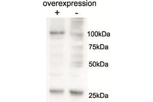 Image no. 1 for anti-Alanyl-tRNA Synthetase 2, Mitochondrial (AARS2) (AA 478-489) antibody (ABIN1099757) (AARS2 antibody  (AA 478-489))
