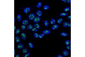 Immunofluorescence (IF) image for anti-Nucleolin (NCL) antibody (ABIN6940176)