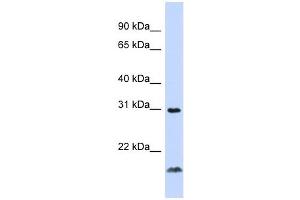 TNFSF14 antibody (70R-10456) used at 0.