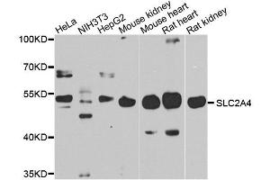 Western blot analysis of extracts of various cell lines, using SLC2A4 antibody. (GLUT4 antibody  (C-Term))