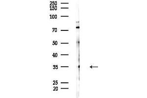 anti-DDRGK Domain Containing 1 (DDRGK1) (N-Term) antibody
