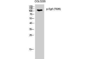 Western Blotting (WB) image for anti-Kinesin Family Member 11 (KIF11) (pThr926) antibody (ABIN3173050) (KIF11 antibody  (pThr926))