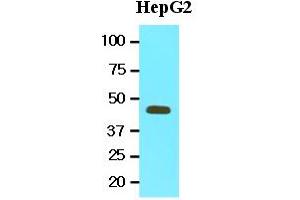 Western Blotting (WB) image for anti-Methionine Adenosyltransferase II, alpha (MAT2A) (AA 1-395), (N-Term) antibody (ABIN356234) (MAT2A antibody  (N-Term))