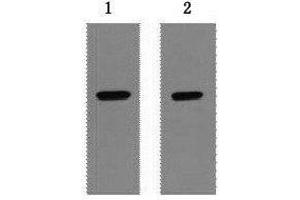 Western Blot analysis of 1 μg Strep II fusion protein using Strep-Tag Monoclonal Antibody at dilution of 1) 1:5000 2) 1:10000. (Strep Tag antibody)