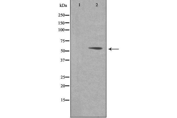 CD3EAP antibody  (C-Term)