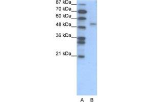 Western Blotting (WB) image for anti-Forkhead Box D2 (FOXD2) antibody (ABIN2460280) (FOXD2 antibody)