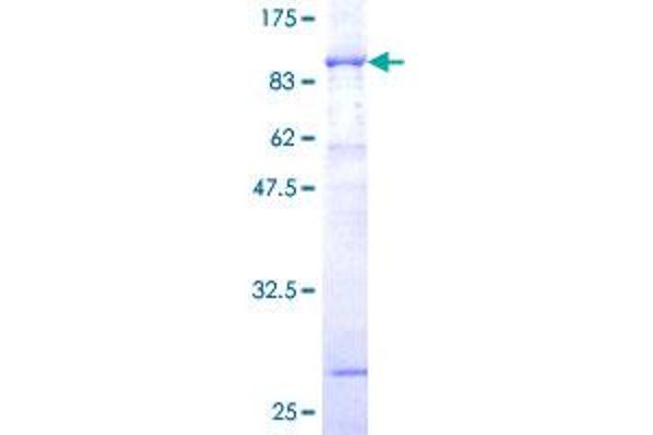 NCF2 Protein (AA 1-526) (GST tag)