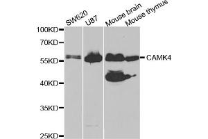 Western blot analysis of extracts of various cell lines, using CAMK4 antibody (ABIN5973050) at 1/1000 dilution.