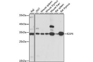 Western blot analysis of extracts of various cell lines, using IGSF6 antibody (ABIN6291162) at 1:1000 dilution.