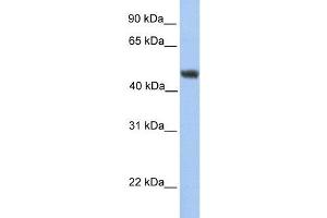 Human HepG2; WB Suggested Anti-ALG2 Antibody Titration: 0.
