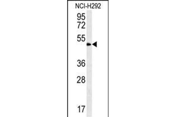 ZNF154 antibody  (N-Term)