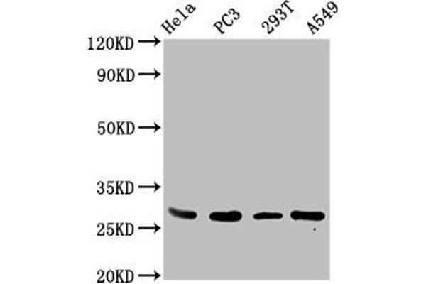 EFHD1 Antikörper  (AA 15-72)