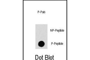 Dot blot analysis of anti-RAF1-p Phospho-specific Pab (R) on nitrocellulose membrane. (RAF1 antibody  (pSer259))