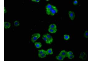 Immunofluorescence staining of HepG2 cells with ABIN7167505 at 1:100, counter-stained with DAPI. (PTPRF antibody  (AA 688-970))