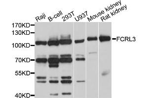 Western blot analysis of extracts of various cell lines, using FCRL3 antibody (ABIN4903657) at 1:1000 dilution.