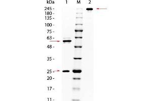SDS PAGE of Mouse anti-AKT Monoclonal Antibody. (AKT1 antibody  (C-Term))