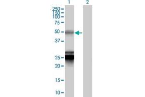 BTNL3 antibody  (AA 1-466)