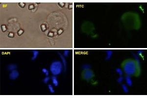 HeLa cells were stained with MYC-FITC labeled monoclonal antibody (Green).