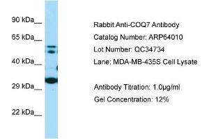 Western Blotting (WB) image for anti-Coenzyme Q Biosynthesis Protein 7 (Coq7) (N-Term) antibody (ABIN2789693)
