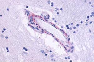 Immunohistochemical staining of human brain, vessel with CHRM5 polyclonal antibody . (CHRM5 antibody  (Cytoplasmic Domain))