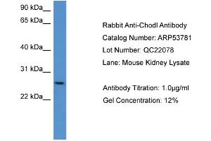 WB Suggested Anti-Chodl  Antibody Titration: 0. (CHODL antibody  (C-Term))