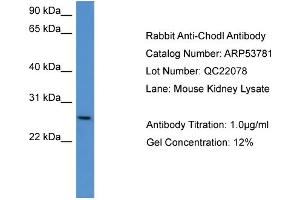WB Suggested Anti-Chodl  Antibody Titration: 0.