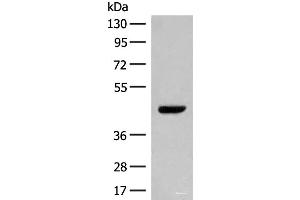 Western blot analysis of NIH/3T3 cell lysate using GPR52 Polyclonal Antibody at dilution of 1:400