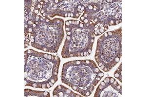 Immunohistochemical staining of human small intestine with FAM186B polyclonal antibody  shows strong cytoplasmic positivity in glandular cells.