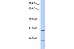 Image no. 1 for anti-Chromosome 12 Open Reading Frame 53 (C12orf53) (AA 107-156) antibody (ABIN6743727) (C12orf53 antibody  (AA 107-156))
