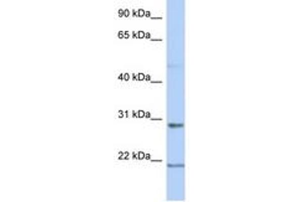 C12orf53 Antikörper  (AA 107-156)