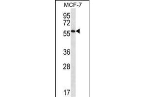 SL1 Antibody (C-term) (ABIN656721 and ABIN2845948) western blot analysis in MCF-7 cell line lysates (35 μg/lane). (SAAL1 antibody  (C-Term))