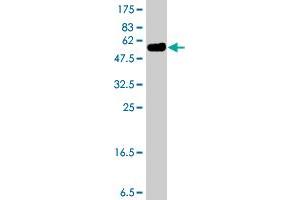 Western Blot detection against Immunogen (51. (SOX15 antibody  (AA 1-233))