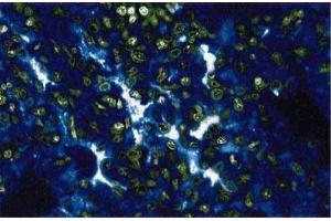 Immunofluorescent staining of rabbit lung. (p130 antibody  (AA 26-367))