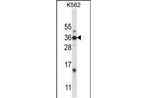 Western blot analysis in K562 cell line lysates (35ug/lane). (DLX4 antibody  (AA 72-100))