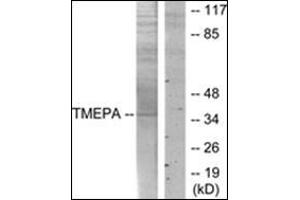 Western blot analysis of extracts from HT-29 cells, using TMEPA Antibody. (PMEPA1 antibody)