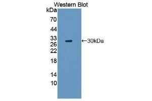 Western Blotting (WB) image for anti-Hepatocyte Growth Factor (Hepapoietin A, Scatter Factor) (HGF) (AA 495-730) antibody (ABIN3209602)