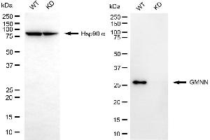 Western blotting analysis using GMNN antibody (ABIN7798705). (Recombinant Geminin antibody)