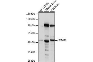 Western blot analysis of extracts of various cell lines, using LTB4R2 antibody (ABIN7268247). (LTB4R2 antibody  (AA 254-358))