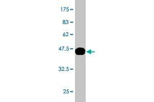 Western Blot detection against Immunogen (37. (Kallikrein 10 antibody  (AA 167-276))