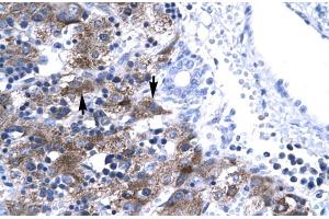 Human Liver (NFYA antibody  (C-Term))