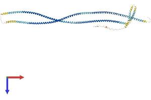 AlphaFold protein structure predicition of Human Recombinant ODF2L Protein, UniprotID Q9ULJ1 (ODF2L Protein (AA 1-636) (His tag))