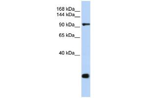 WB Suggested Anti-TJP2 Antibody Titration:  0. (TJP2 antibody  (C-Term))