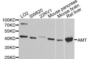 Western blot analysis of extracts of various cells, using AMT antibody. (Aminomethyltransferase antibody)