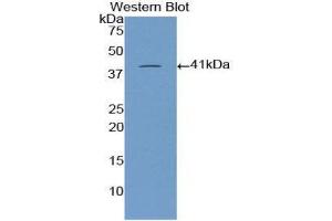 Western Blotting (WB) image for anti-Brain Natriuretic Peptide (BNP) (AA 26-131) antibody (ABIN3208442)
