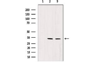 Western blot analysis of extracts from various samples, using RNASEH1 antibody. (Ribonuclease H1 antibody  (Internal Region))