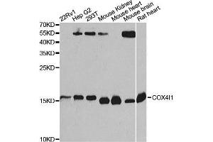 Western blot analysis of extracts of various cell lines, using COX4I1 Antibody. (COX IV antibody  (AA 23-169))