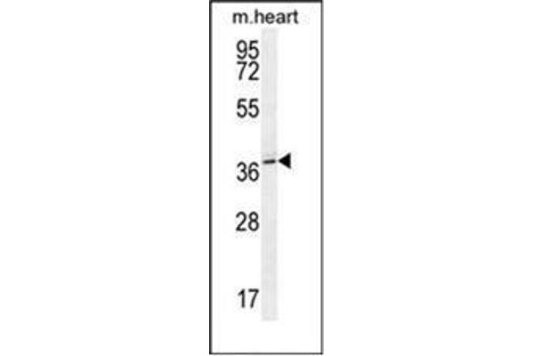 NAA30 antibody  (C-Term)