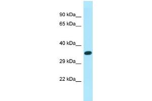 anti-XK, Kell Blood Group Complex Subunit-Related Family, Member 6 (XKR6) (C-Term) antibody