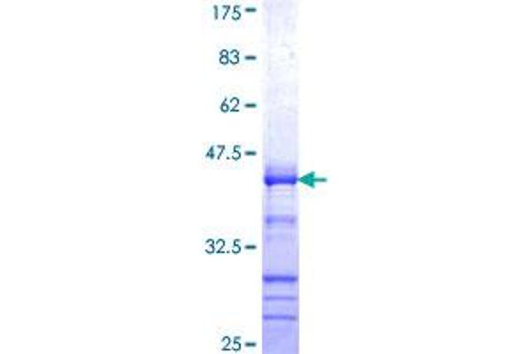 DNAJB2 Protein (AA 216-324) (GST tag)