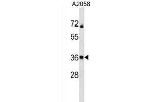 CALHM3 Antibody (N-term) (ABIN1539549 and ABIN2850373) western blot analysis in  cell line lysates (35 μg/lane). (CALHM3 antibody  (N-Term))
